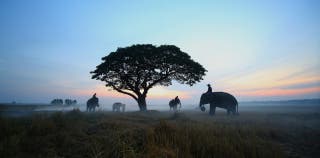 The silhouette of people riding elephants around a tree in Botswana. 